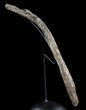 Deinosuchus Rib Section On Stand - Aguja Formation, Texas #51402-2